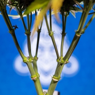 Rainbow Sherbet Automat (Zamnesia Seeds) feminizowane