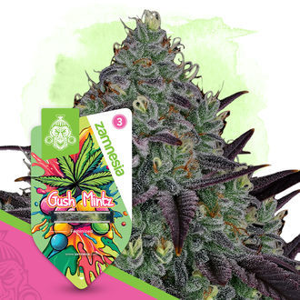 Gush Mintz (Zamnesia Seeds) feminizowane