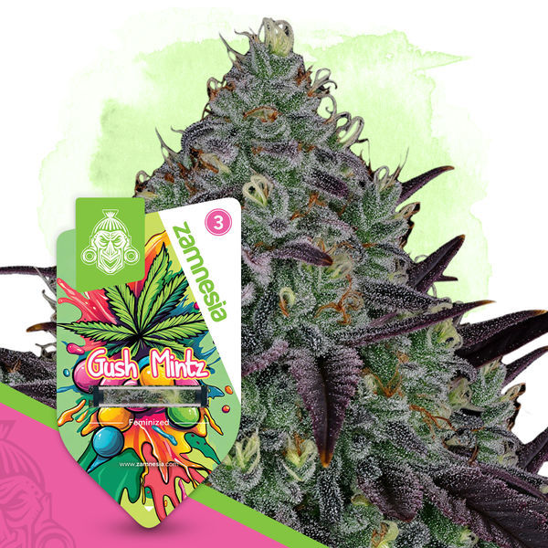 Gush Mintz (Zamnesia Seeds) feminizowane