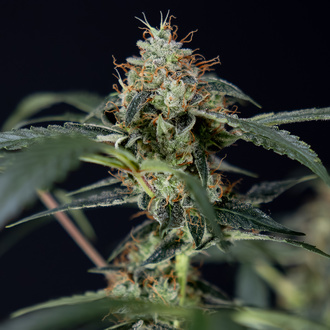 Gush Mintz Automat (Zamnesia Seeds) nasiona marihuany feminizowane