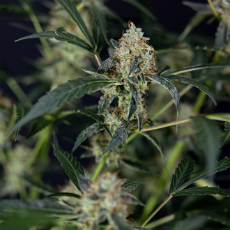 Gush Mintz Automat (Zamnesia Seeds) nasiona marihuany feminizowane