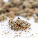 Gush Mintz Automat (Zamnesia Seeds) nasiona marihuany feminizowane