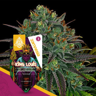 King Louis (Zamnesia Seeds) feminizowane