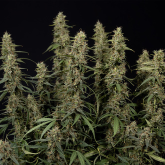 King Louis Automat (Zamnesia Seeds) feminizowane