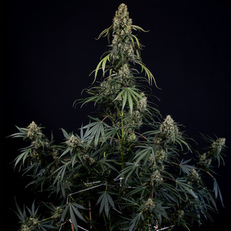King Louis Automat (Zamnesia Seeds) feminizowane