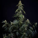 King Louis Automat (Zamnesia Seeds) feminizowane