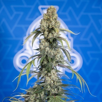 King Louis Automat (Zamnesia Seeds) feminizowane