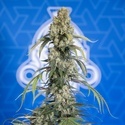 King Louis Automat (Zamnesia Seeds) feminizowane
