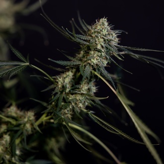 King Louis Automat (Zamnesia Seeds) feminizowane