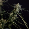 King Louis Automat (Zamnesia Seeds) feminizowane