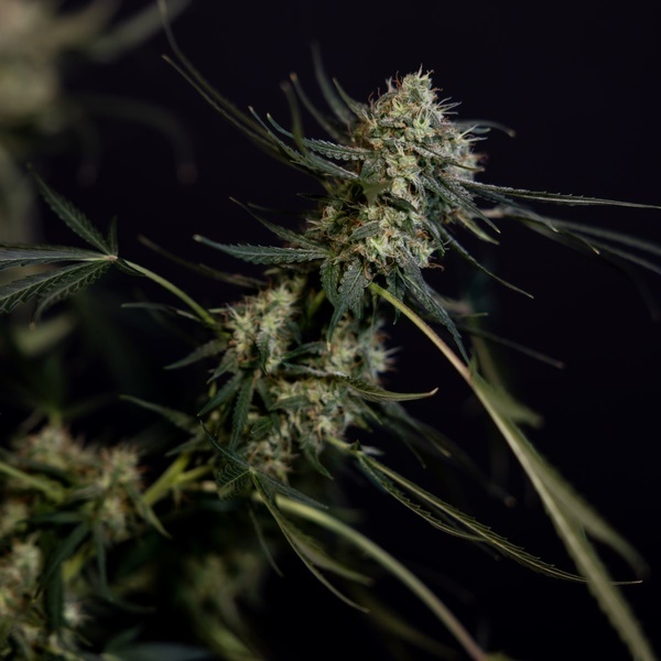 King Louis Automat (Zamnesia Seeds) feminizowane
