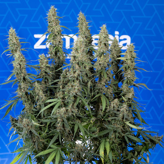 King Louis Automat (Zamnesia Seeds) feminizowane