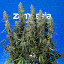 King Louis Automat (Zamnesia Seeds) feminizowane