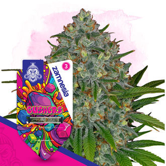 Gushers (Zamnesia Seeds) feminizowane
