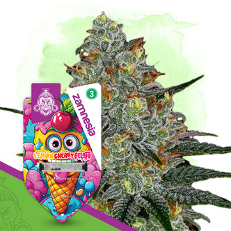 Lemon Cherry Gelato (feminizowane, Zamnesia Seeds)