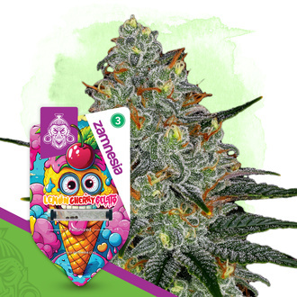 Lemon Cherry Gelato (Zamnesia Seeds) feminizowane