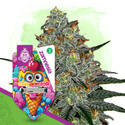 Lemon Cherry Gelato (Zamnesia Seeds) feminizowane