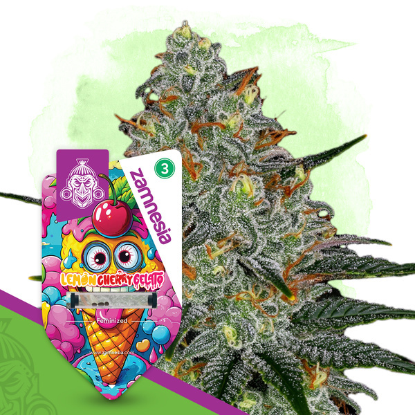 Lemon Cherry Gelato (Zamnesia Seeds) feminizowane