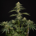 Lemon Cherry Gelato (Zamnesia Seeds) feminizowane