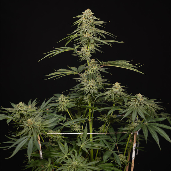 Lemon Cherry Gelato (Zamnesia Seeds) feminizowane