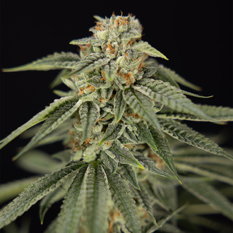 Lemon Cherry Gelato (Zamnesia Seeds) feminizowane