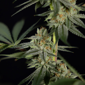 Lemon Cherry Gelato (Zamnesia Seeds) feminizowane