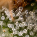 Lemon Cherry Gelato (Zamnesia Seeds) feminizowane