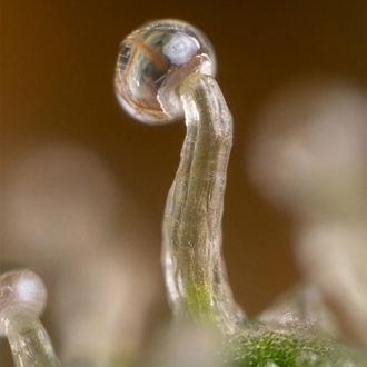 Lemon Cherry Gelato (Zamnesia Seeds) feminizowane