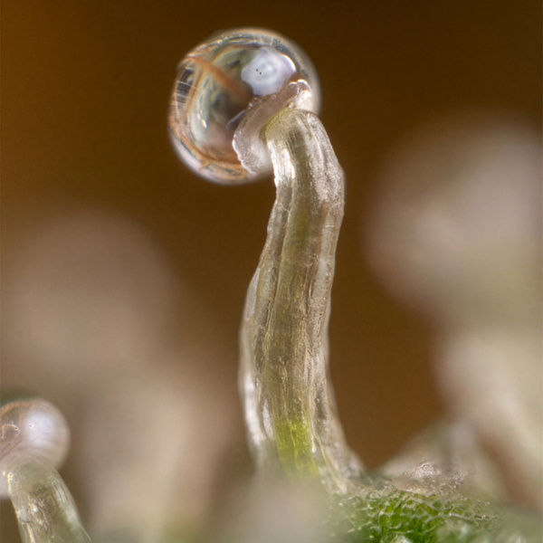 Lemon Cherry Gelato (Zamnesia Seeds) feminizowane