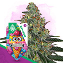 Lemon Cherry Gelato Automat (Zamnesia Seeds) feminizowane