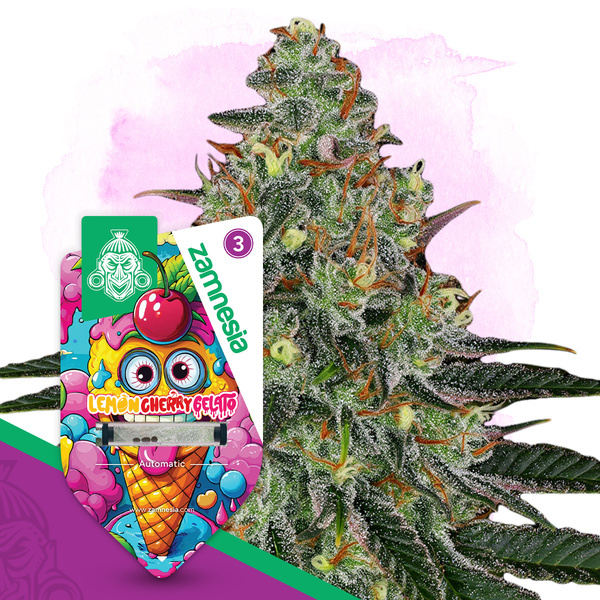 Lemon Cherry Gelato Automat (Zamnesia Seeds) feminizowane