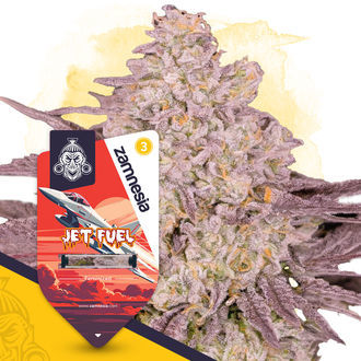 Jet Fuel (Zamnesia Seeds) feminizowane