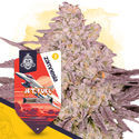 Jet Fuel (Zamnesia Seeds) feminizowane