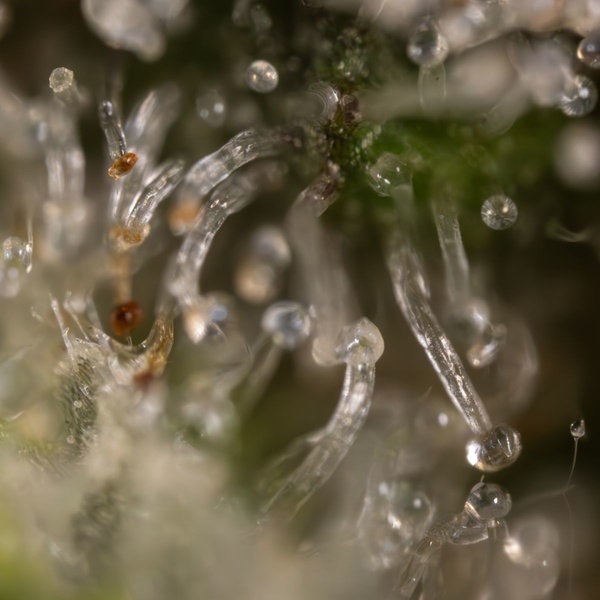 Jet Fuel (Zamnesia Seeds) feminizowane