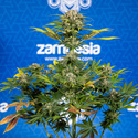 Jet Fuel (Zamnesia Seeds) feminizowane
