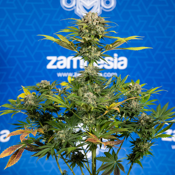 Jet Fuel (Zamnesia Seeds) feminizowane