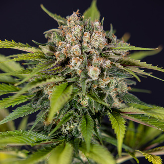 Jet Fuel (Zamnesia Seeds) feminizowane