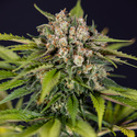 Jet Fuel (Zamnesia Seeds) feminizowane