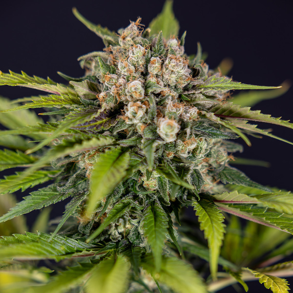Jet Fuel (Zamnesia Seeds) feminizowane