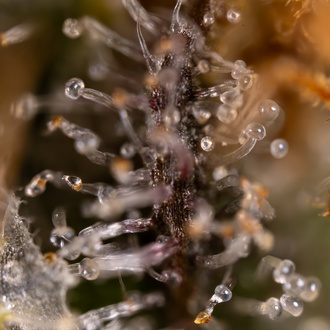 Jet Fuel (Zamnesia Seeds) feminizowane