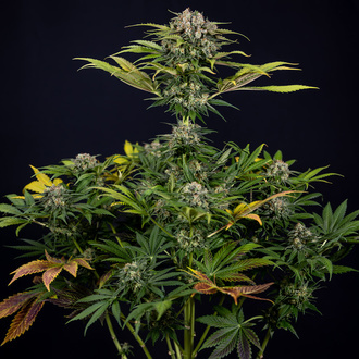 Jet Fuel (Zamnesia Seeds) feminizowane