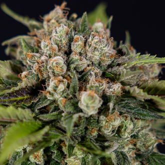 Jet Fuel (Zamnesia Seeds) feminizowane