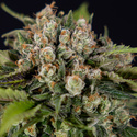 Jet Fuel (Zamnesia Seeds) feminizowane