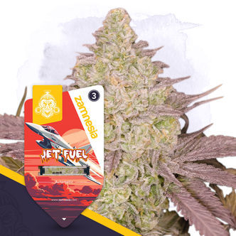 Jet Fuel Automat (Zamnesia Seeds) feminizowane