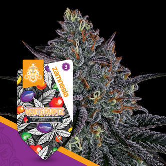 White Runtz (Zamnesia Seeds) feminizowane