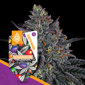 White Runtz (Zamnesia Seeds) feminizowane
