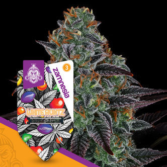 White Runtz Automat (Zamnesia Seeds) feminizowane