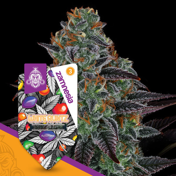 White Runtz Automat (Zamnesia Seeds) feminizowane