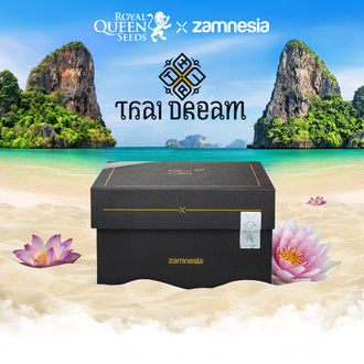 Thai Dream (Royal Queen Seeds x Zamnesia) feminizowane