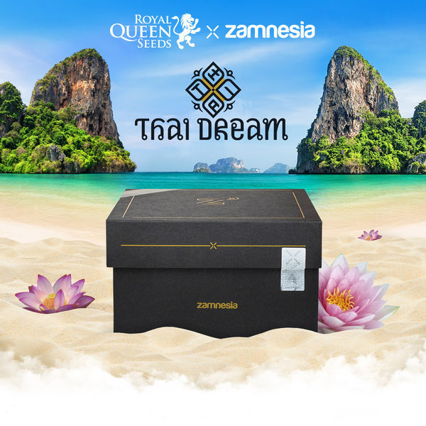 Thai Dream (Royal Queen Seeds x Zamnesia) feminizowane